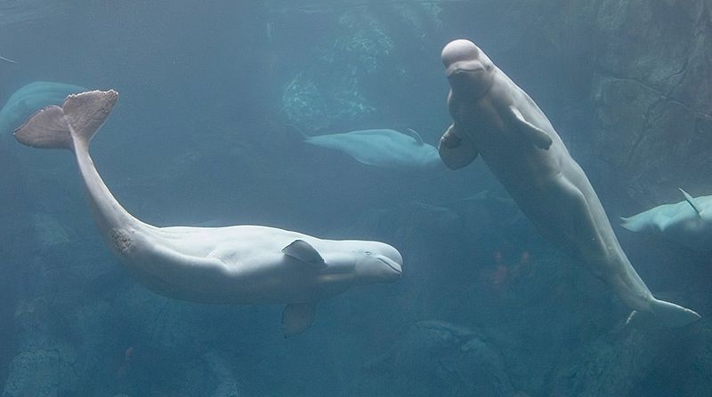 La contaminación química llena de enfermedades a especies como la beluga